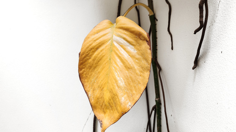 A yellow pothos leaf on a brown stem.