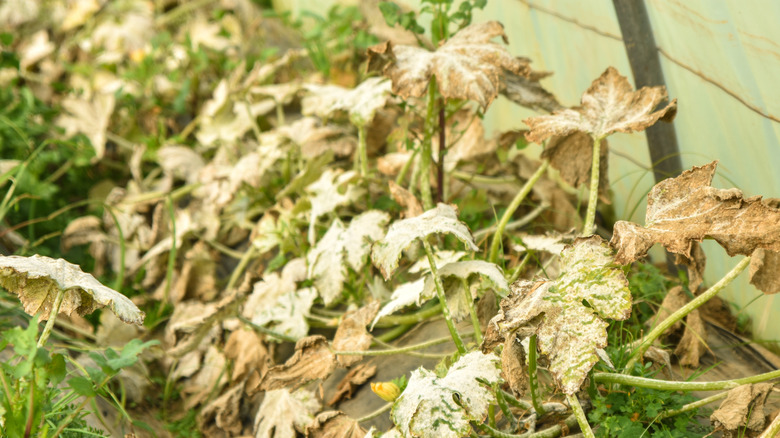 Dried and yellowing squash leaves