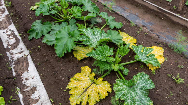 Mold and mildew on yellow zucchini leaves