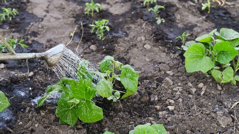 Watering squash leaves