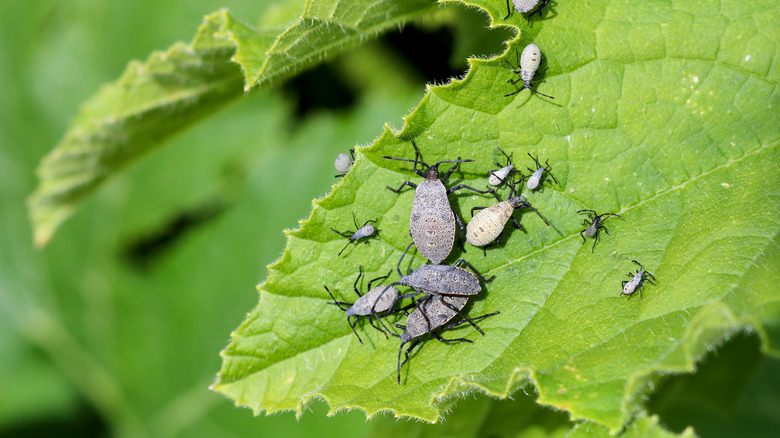 Squash bugs on squash leaf
