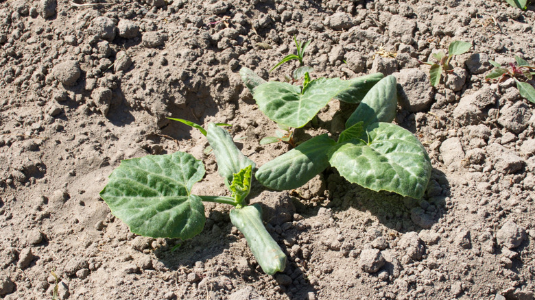 Squash plant in dry soil