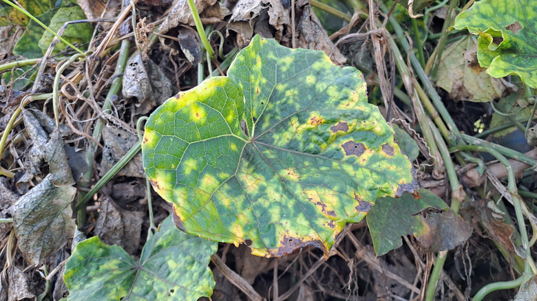 Squash leaves infected with the mosaic virus