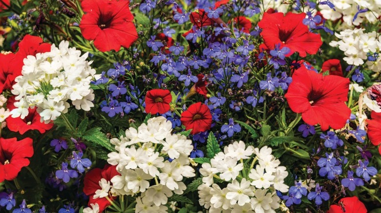 A cluster of red, white, and blue flowers