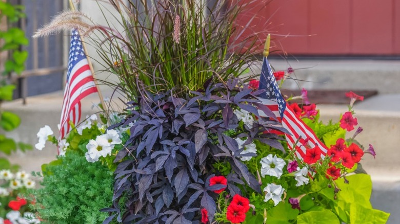 Bluish sweet potato vine adds interest to a pot