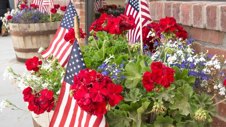 Red geraniums and other flowers in container