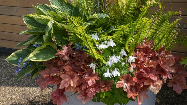 A pot with ferns, greenery, coral bells, and other flowers