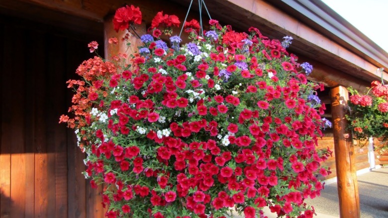 A hanging basket with brilliant bright flowers