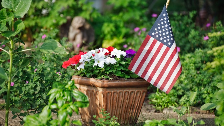 A container of petunias with patriotic theme
