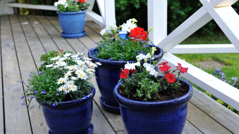 Bright blue pots with patriotic flowers