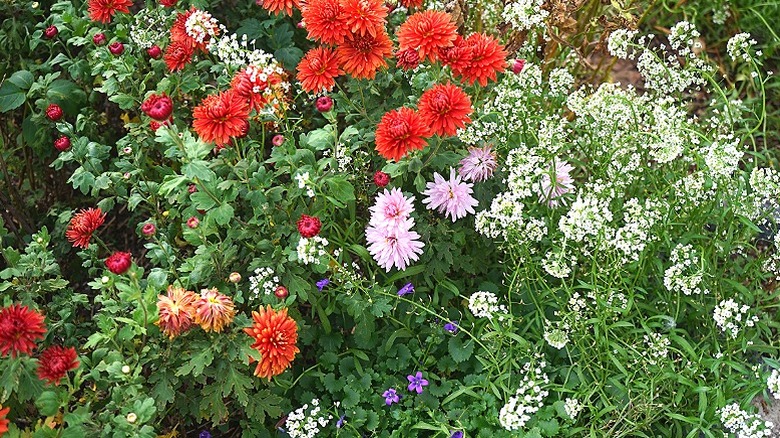 A mass planting of bold flowers