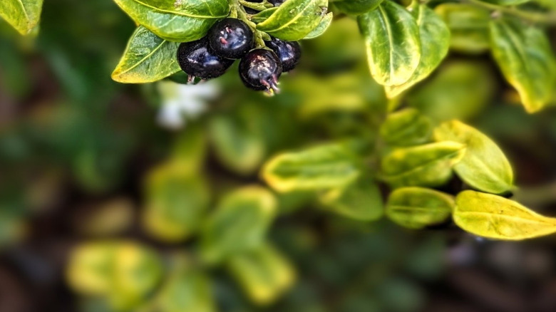 Inkberry holly branch with dark black berries