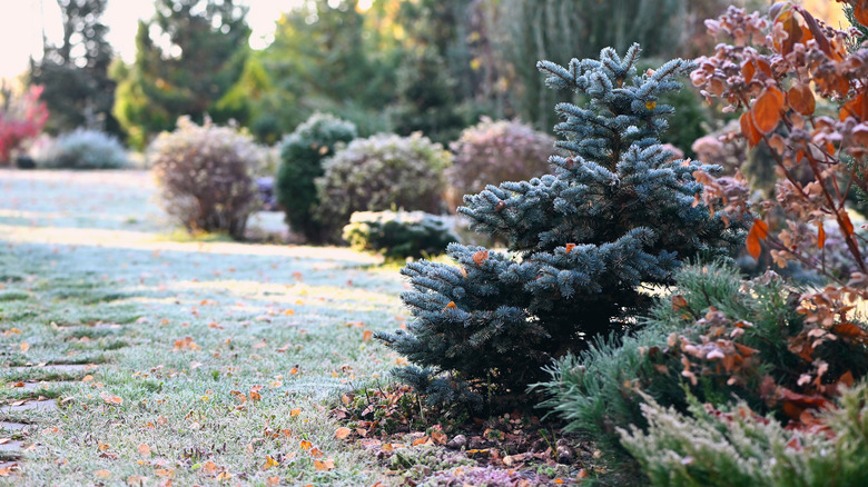 Winter garden with shrubbery and dusting of snow on grass