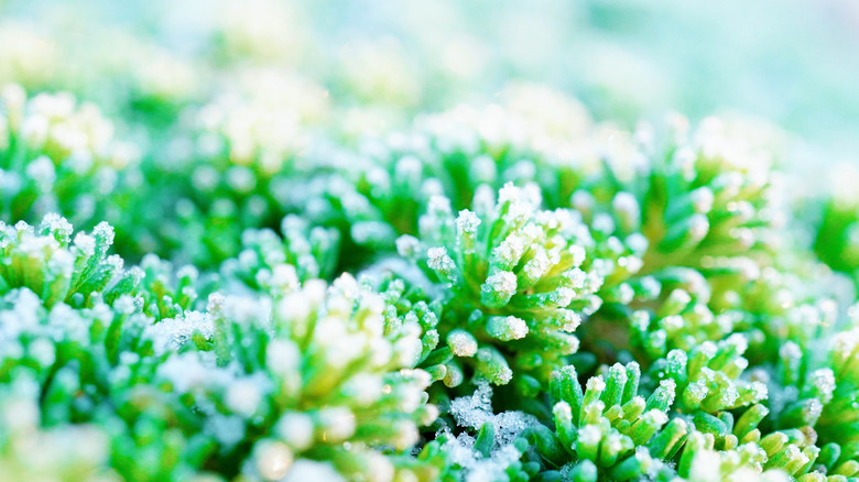 Close-up of sedum in the winter with snow