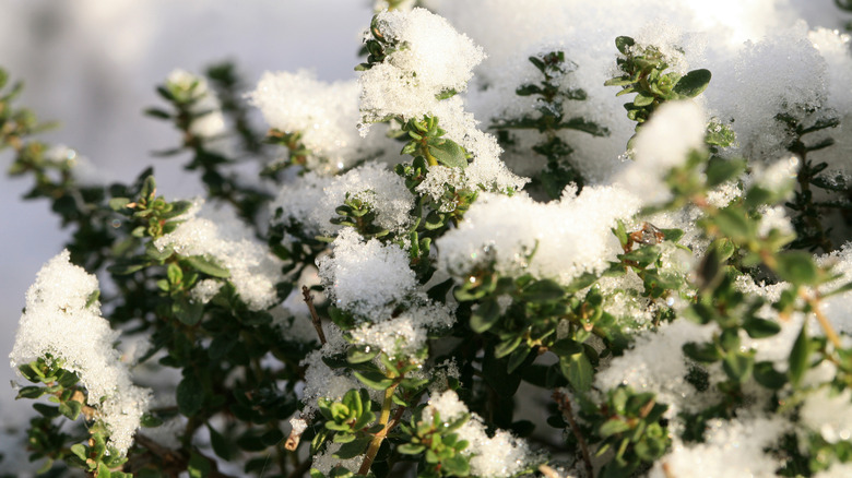 Thyme in a garden with snow