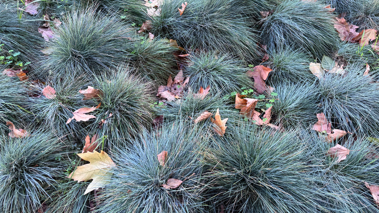 Tufts of blue fescue growing as ground cover with fall leaves