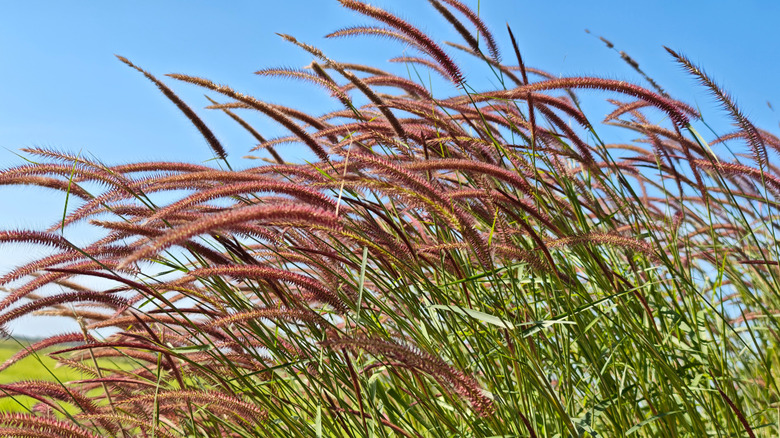 Reddish brown seedheads blowing in the wind on fountain grass
