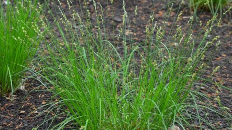 Tufts of greater straw sedge growing in a garden bed