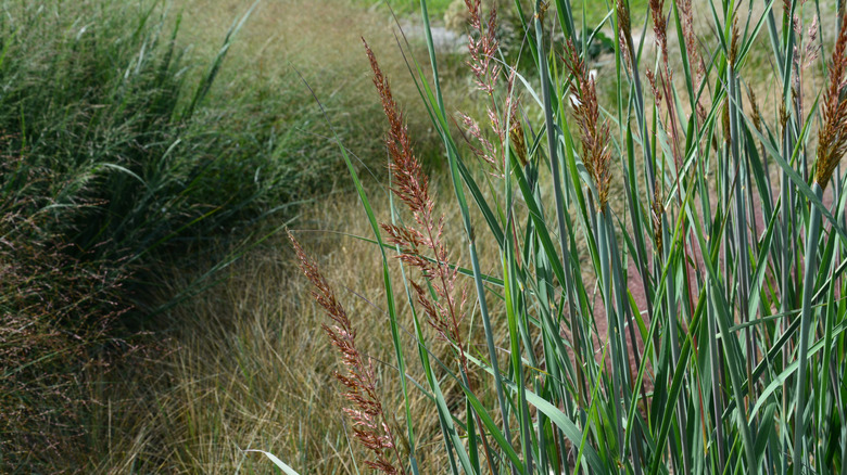 Indiangrass growing outside with green blades and bronze seedheads