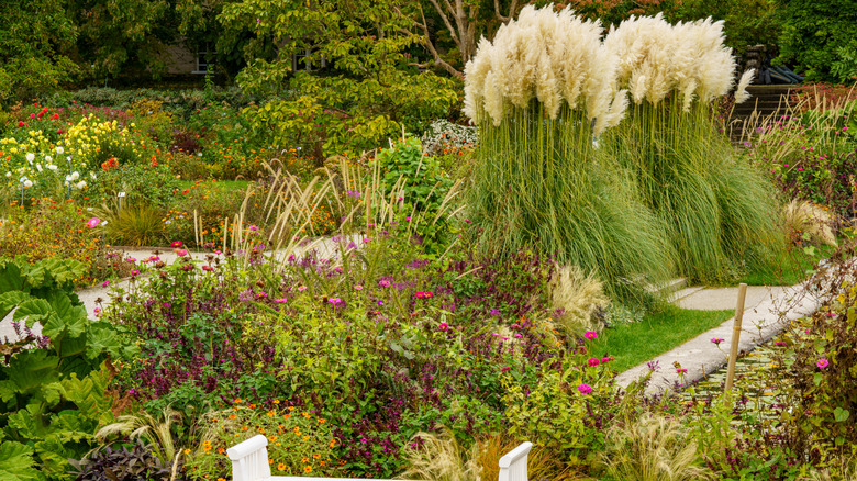 decorative garden with ornamental grasses