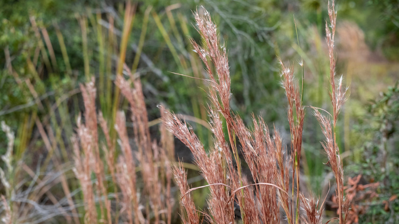 Bronze seedheads on little bluestem grass in meadow