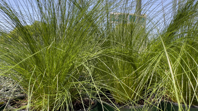 Big green Mexican feather grass plants growing in containers