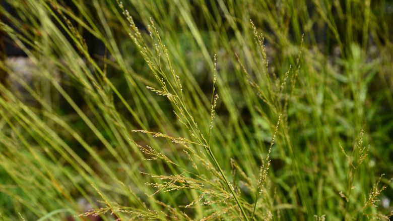 Switchgrass with small seeds growing outside