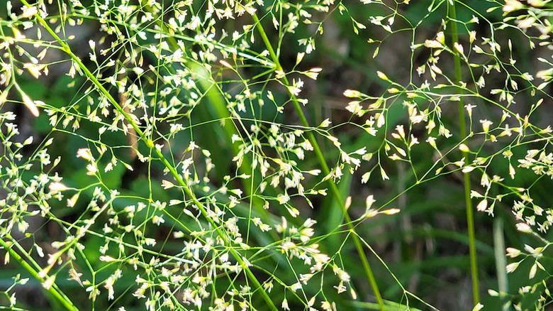 Tiny white flowers on tufted hair grass