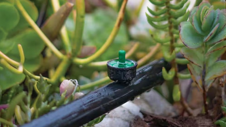 Closeup of a drip irrigation system spout