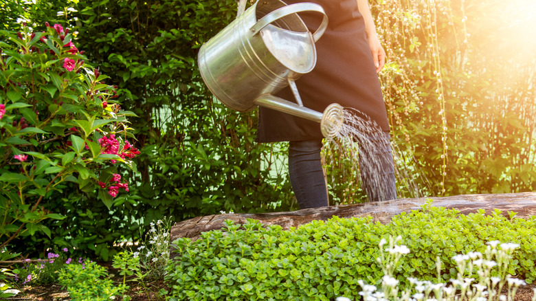 A person using a metal waterng can to water garden plants