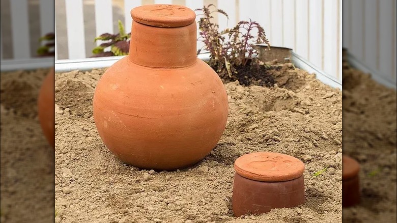 Two olla pots, one buried into the ground in a garden