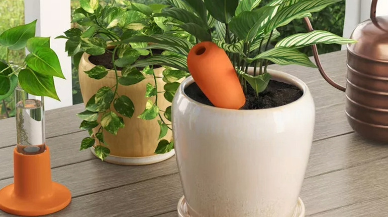 A terracotta spike stuck into a houseplant pot