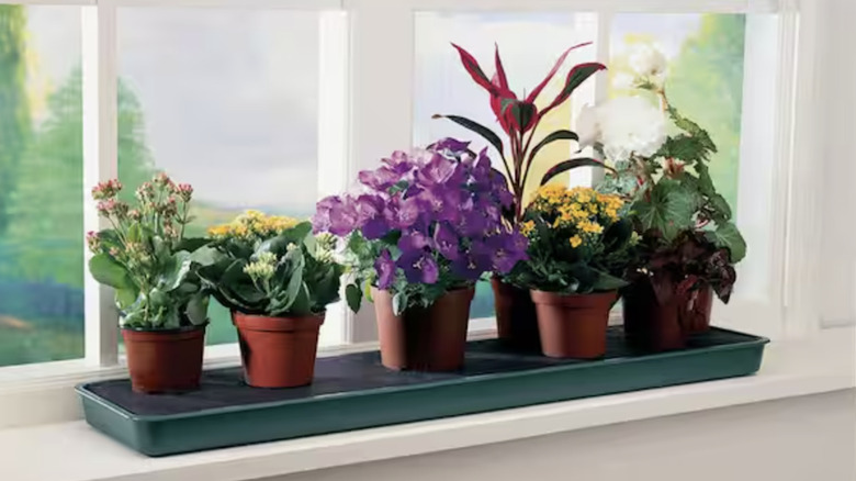 Plants sitting on a windowsill on a watering tray