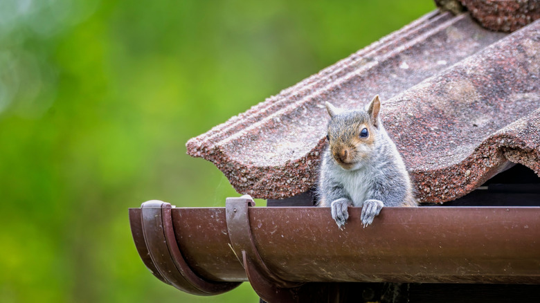 a squirrel in sitting in a brown gutter