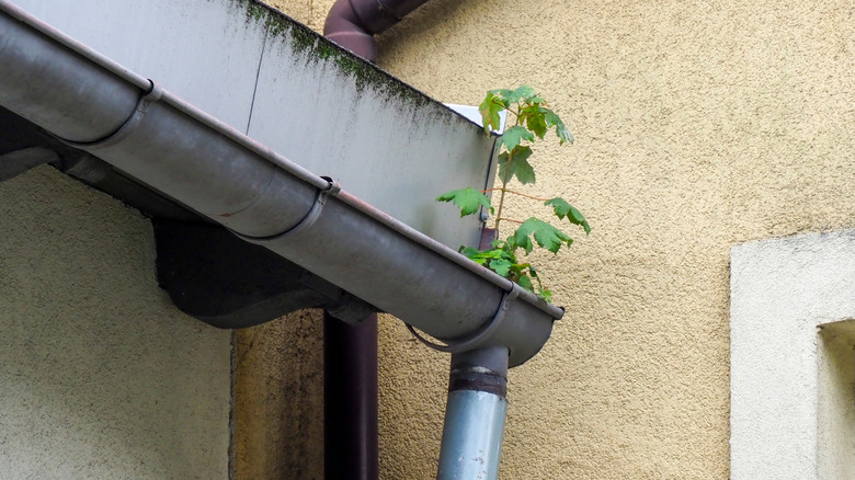 plant growing in gutter