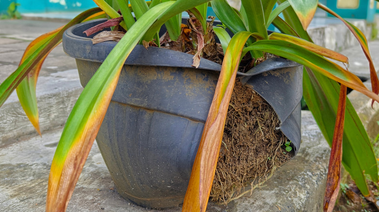 A plastic plant pot that's split due to overgrown roots