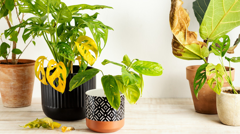 Unhealthy plants on a desk with dropped leaves