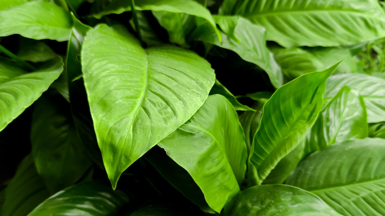 Close-up of a plant's healthy, green leaves