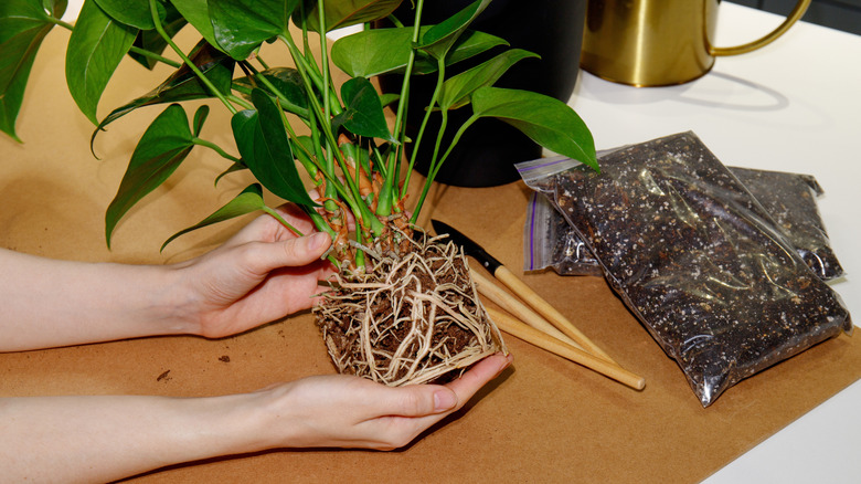 Hands holding a plant that has started to outgrow its pot