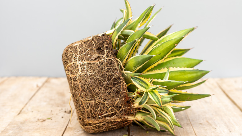 A rootbound agave removed from its pot