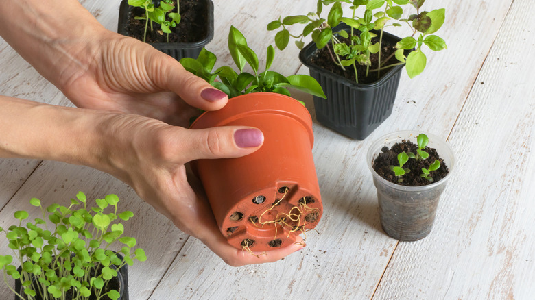 Roots beginning to show through the holes of a plant pot