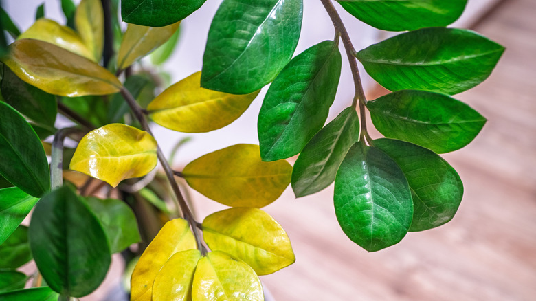 Close-up of leaves that are starting to yellow, in contrast with healthy leaves of the same plant