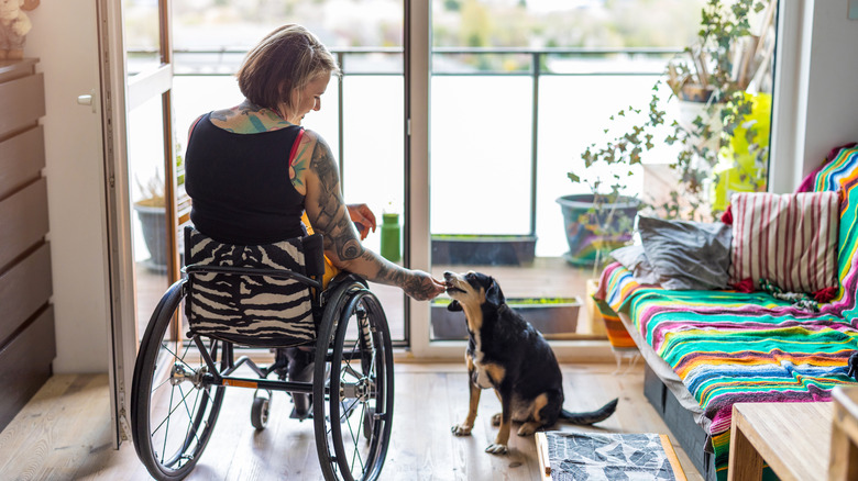 A young woman in a wheelchair feeding dog in a home
