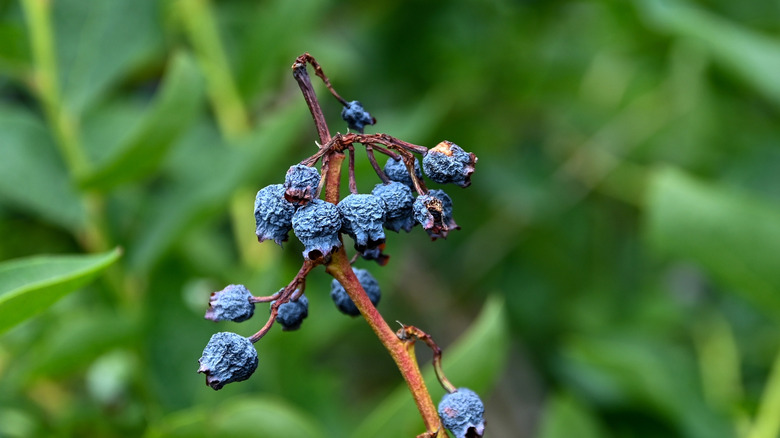 Dried blueberries in the end of a cane