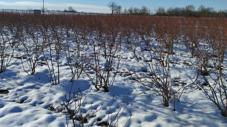 Blueberry farm with snow on the ground