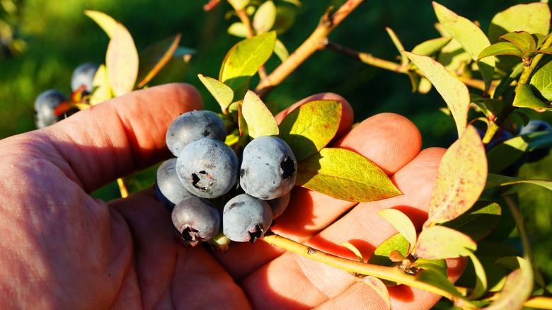 Hand cupping a cluster of ripe blueberries in the sun on a bush