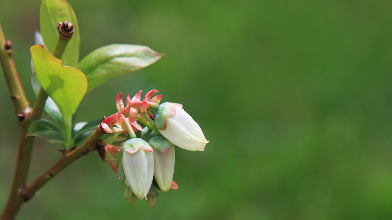 Three blueberry blooms on the end of a stem