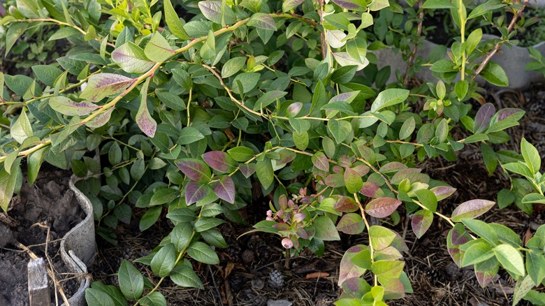 Blueberry bush with one unripe fruit on the end of a stem