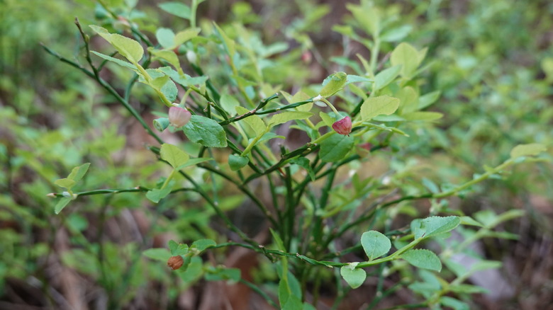 Small fruits on a blueberry bush