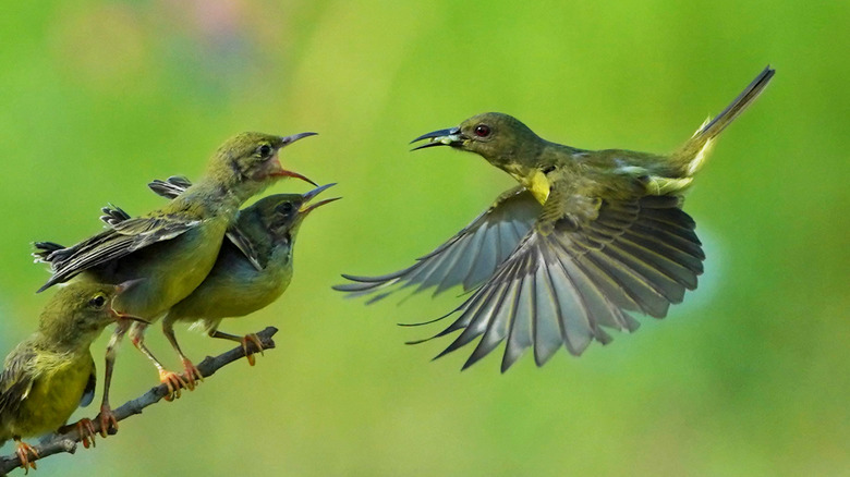An adult hummingbird flies to its babies with an insect in its mouth.